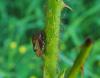 Centrotus cornutus